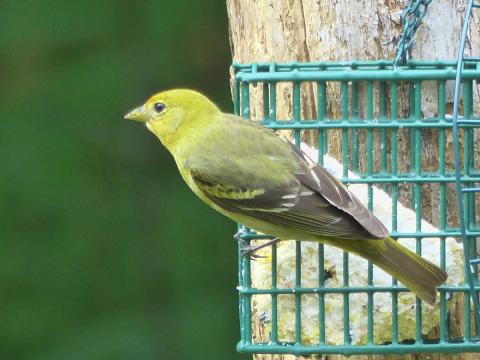 A female Western Tanager is shown perched on a suet feeder, she is duller yellow than the male with no red in the head