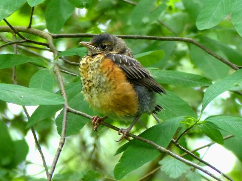 A juvenile American Robin is pictured here and will loose all the spots on its breast