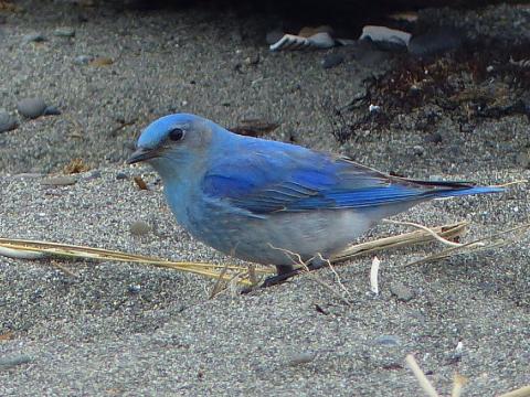 A male sky blue Mountain Bluebird is perched on the sand in the Dungeness with a flock during spring migration