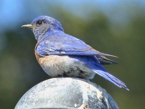 Closeup of a male Western Bluebird who is bright blue and perched on a fence post