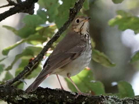 A side view of a Hermit Thrush is shown perched on a branch and this Catharus species has a contrasting reddish tail