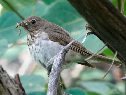 A Swainson's Thrush with food in its beak on its way to feed its young is a spotted thrush in the Catharus genus