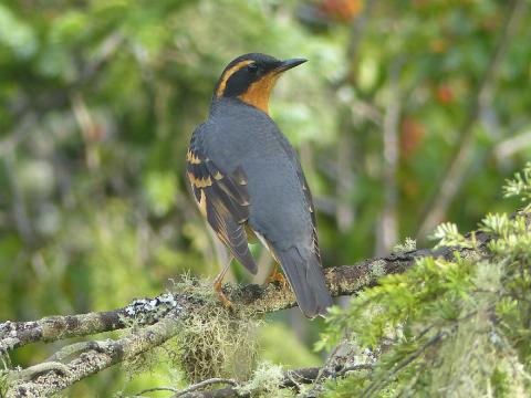 A male Varied Thrush is perched on a conifer branch with its back turned to the camera