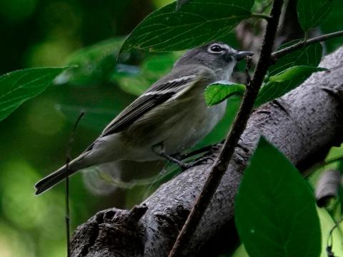 Cassin's Vireo foraging on a branch showing a gray head, white spectacle, and wing bars