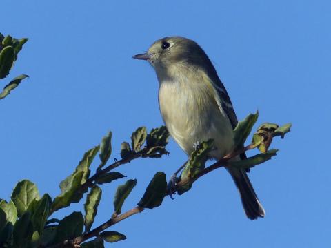A Hutton's Vireo is shown perched with its stouter vireo-like bill but otherwise very similar to RC kinglet