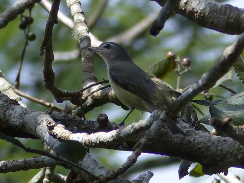 Warbling Vireo shows a white eyebrow and is a common breeding bird to hear in Olympic National Park riparian areas