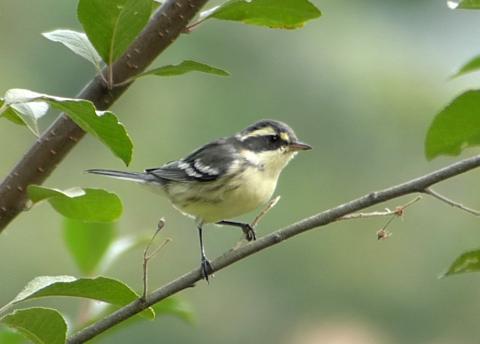 An immature Black-throated Gray Warbler shows a yellow wash that is absent on the adult