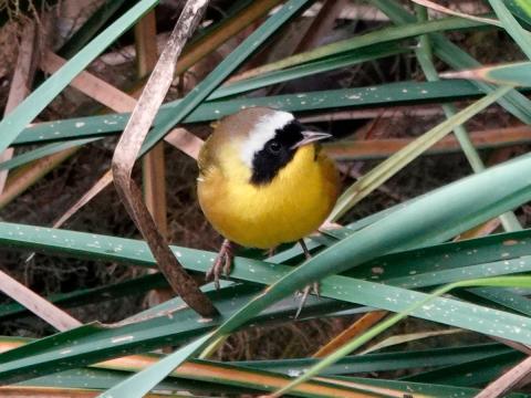 A male Common Yellowthroat is shown on wetland vegetation before disappearing and vocalizing