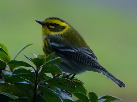 Profile shot of a female-looking Townsend's Warbler with a black barring but lacking a black chin
