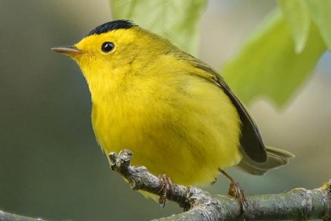 An adult male Wilson's Warbler is a brilliant yellow bird with a black cap