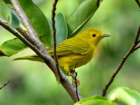 A male Yellow Warbler sits in a tree showing some of the red stripes on the chest of the all yellow bird