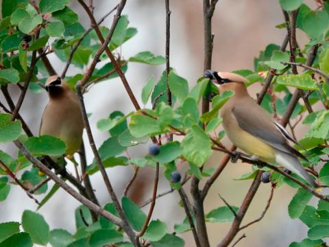 Two Cedar Waxwings sit in a native Serviceberry eating the small dark fruits