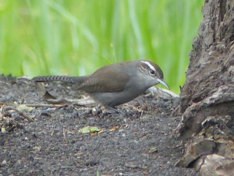 A Bewick's Wren has a strong white eye stripe and is shown on the ground