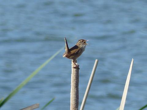 A male Marsh Wren is pictured singing on a cattail with its bill open and tail straight in the air