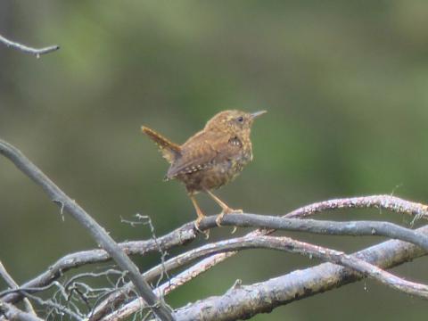 A Pacific Wren is shown out in the open on some branches with its short tail in the air