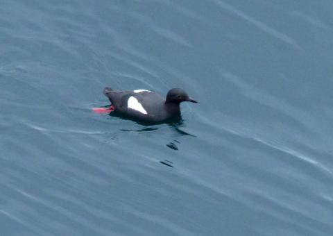 A breeding adult Pigeon Guillemot swims in clear blue water showing a contrasting red foot