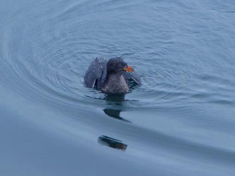 A nonbreeding Rhinoceros Auklet is shown without the breeding white face plumes or white horn-like beak