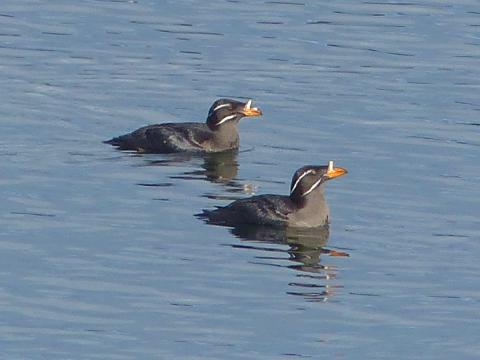 Two rhinoceros auklets in breeding plumage with their horn-like white break in contrast with their orange beak are swimming together