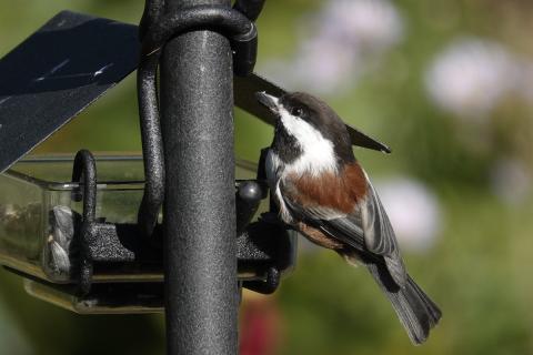 A chestnut-backed chickadee is shown at a feeder with a bring brownish red back