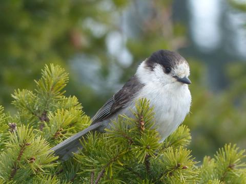 An adult Canada Jay formerly Gray Jay perches in a conifer hoping for a food handout