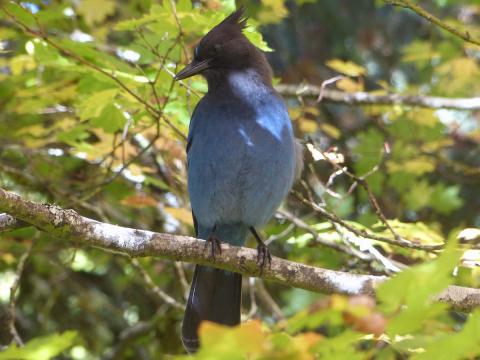 A brilliant blue Steller's Jay perches in close proximity in a Vine Maple