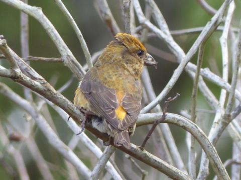 A male Red Crossbill is pictured with its beak crossed in muted colors perched in branches