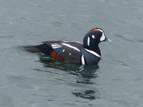 An adult male Harlequin Duck is pictured with blue, red, black, and white coloring like a porcelin doll