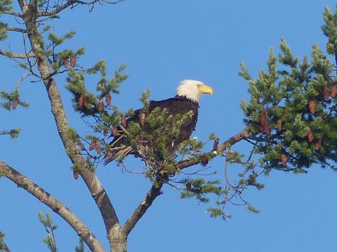 An adult Bald Eagle is perched in a conifer tree with blue sky in the background on the Olympic Peninsula