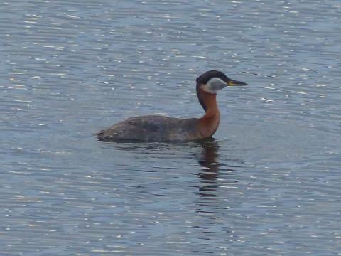 A Red-necked Grebe in breeding plumage has a red neck, white cheeks, black head stripe, and long yellow bill