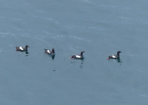 Four breeding alcids also called Pigeon Guillemots are in breeding black with white wing plumage are swimming in a line