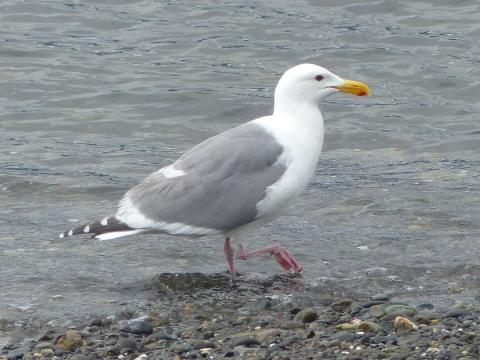 An adult Olympic Gull is a hybrid Glaucous-winged and Western Gull