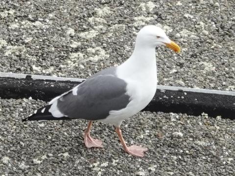 An adult Western Gull has a darker back (mantle) and black wing tips unlike the common hybrid Olympic Gulls found on the Olympic Peninsula