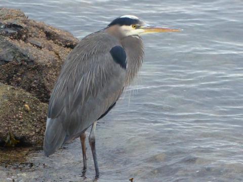 A colorful Great Blue Heron sits crouched in the intertidal zone