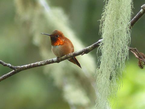 A male Rufous hummingbid perches on a branch with his bronzy orange gorget catching the sun and showing off his white chest