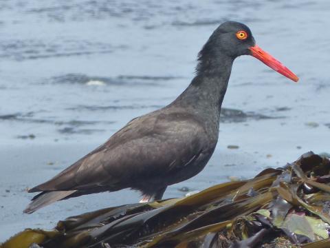 A Black Oystercatcher is pictured with a contrasting black head, bright eye and bill