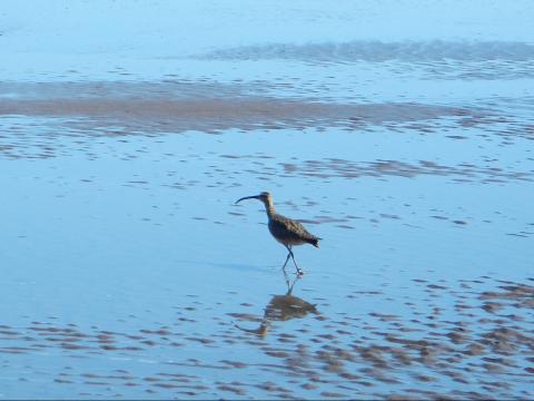 A Whimbrel wanders on the mudflat created in the Dungeness Bay created by the Dungeness Sandspit