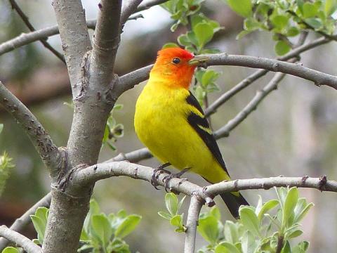 A male Western Tanager poses in a willow tree showing off his shockingly bright yellow and black body and red head 