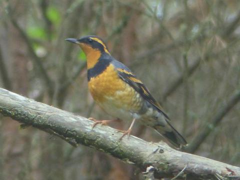A male Varied Thrush poses on a branch long enough for a photo showing his bright orange and black color