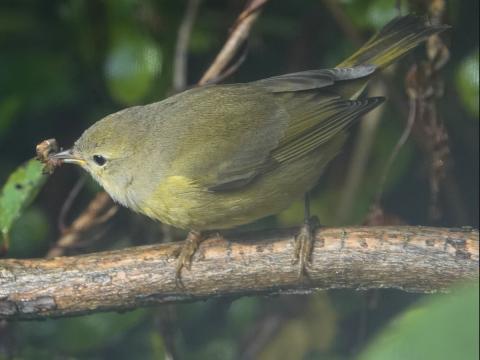 An orange-crowned warbler is pictured carrying food which is less brightly colored than other warbler species