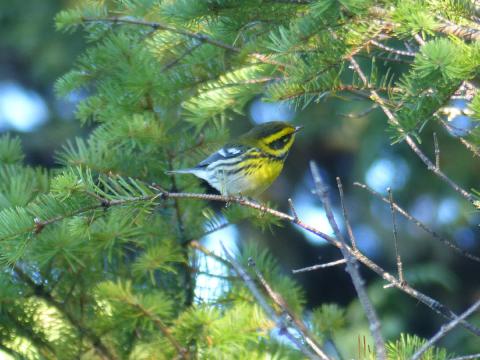 A Townsend's Warbler is sits perches in a confier tree showing its bright yellow plumage and masked face