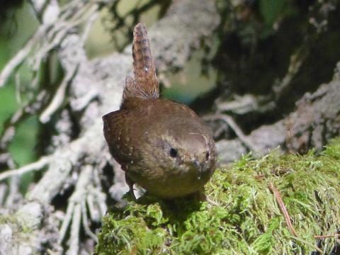 Close up of a Pacific Wren an energetic small brown bird with a short tail that is often in the air
