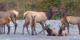 Two adult female Roosevelt Elk look over six calves on a gravel bar on the Hoh River 