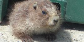 Closeup of the face and front feet of a young Olympic Marmot playing under a storage container at Hurricane Ridge