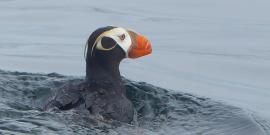 Close-up of a Tufted Puffin, the largest of puffins, with an entirely black body, white face, thick orange bill, and curling yellow feathers