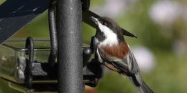 A small bird called a chestnut-backed chickadee is at eye level showing its reddish brown back with a black oiler sunflower seed in its beak