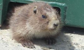 Closeup of the face and front feet of a young Olympic Marmot playing under a storage container at Hurricane Ridge