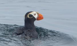 Close-up of a Tufted Puffin, the largest of puffins, with an entirely black body, white face, thick orange bill, and curling yellow feathers
