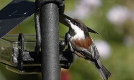 A small bird called a chestnut-backed chickadee is at eye level showing its reddish brown back with a black oiler sunflower seed in its beak