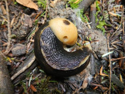 A classic yellow and black Banna Slug is curled up on the forest floor with its tentacles hiding under its mantle and its breathing hole partially open