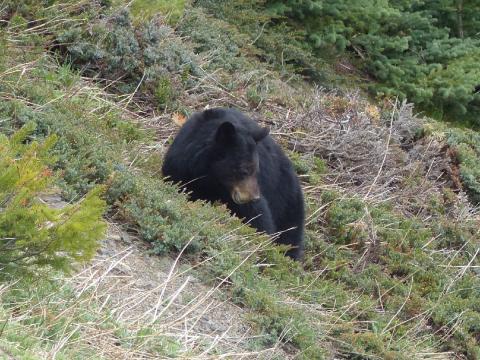 A young Black Bear is pictured foraging in the subalpine near Hurricane Ridge in Olympic National Park